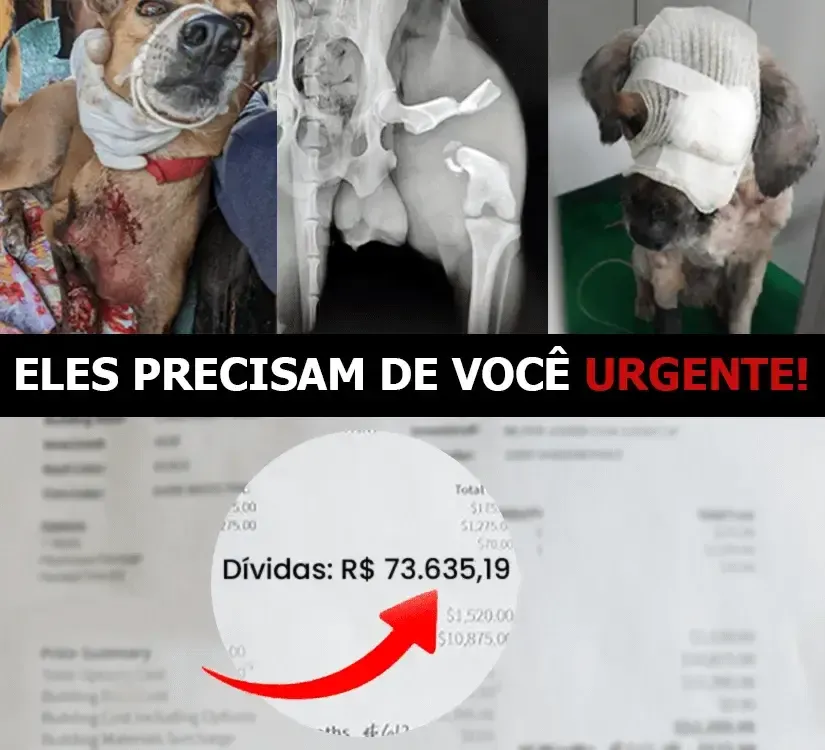 Animais resgatados sob cuidados
